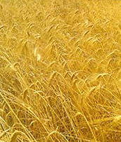 wheat