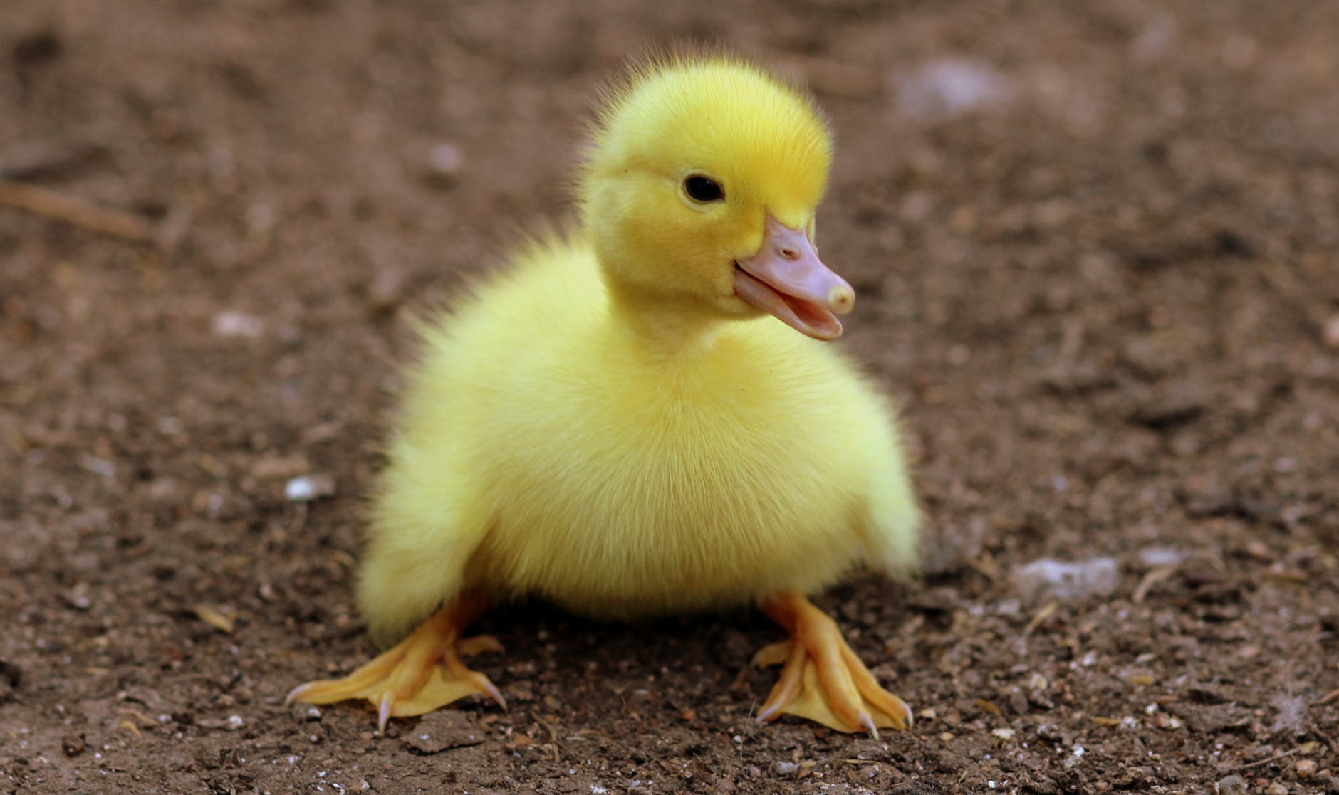 duckling on black soil during daytime